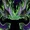 Demon Hunter Vengeance
